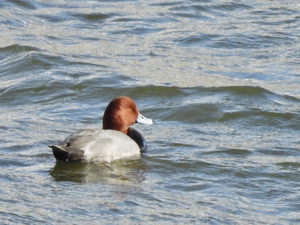 Redhead - ML613934816