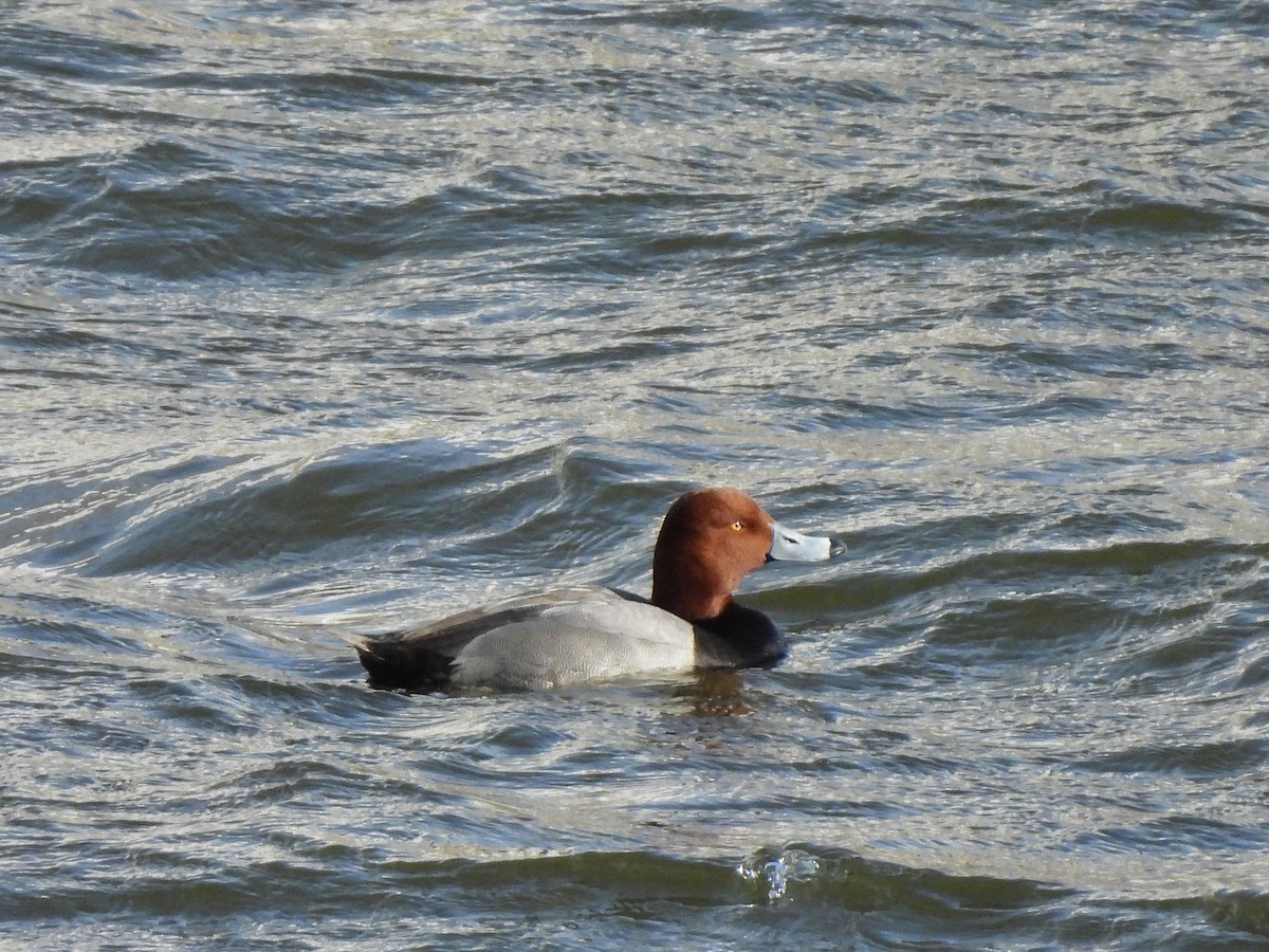 Redhead - ML613934826