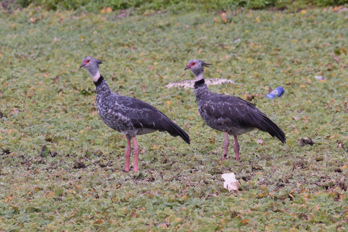 Southern Screamer - ML613934893