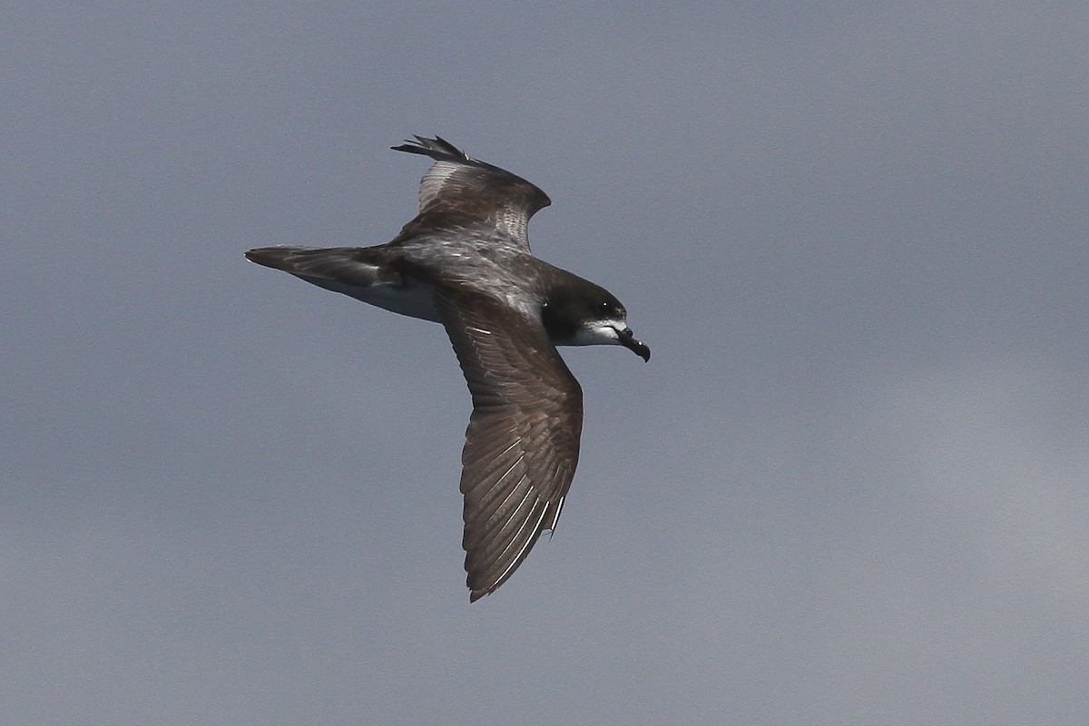 Gould's Petrel - ML613934920