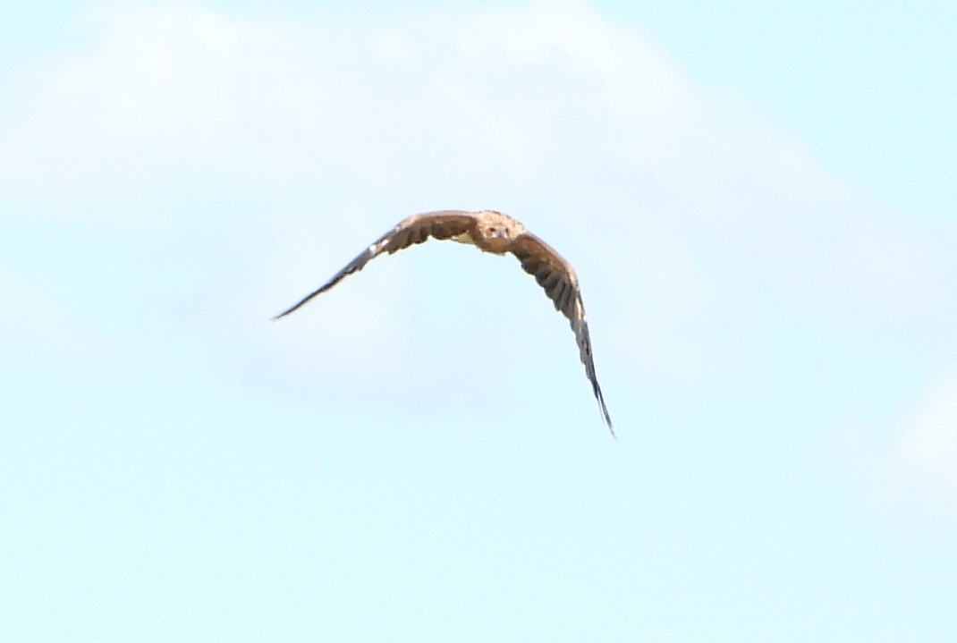 Whistling Kite - Andrew Guy