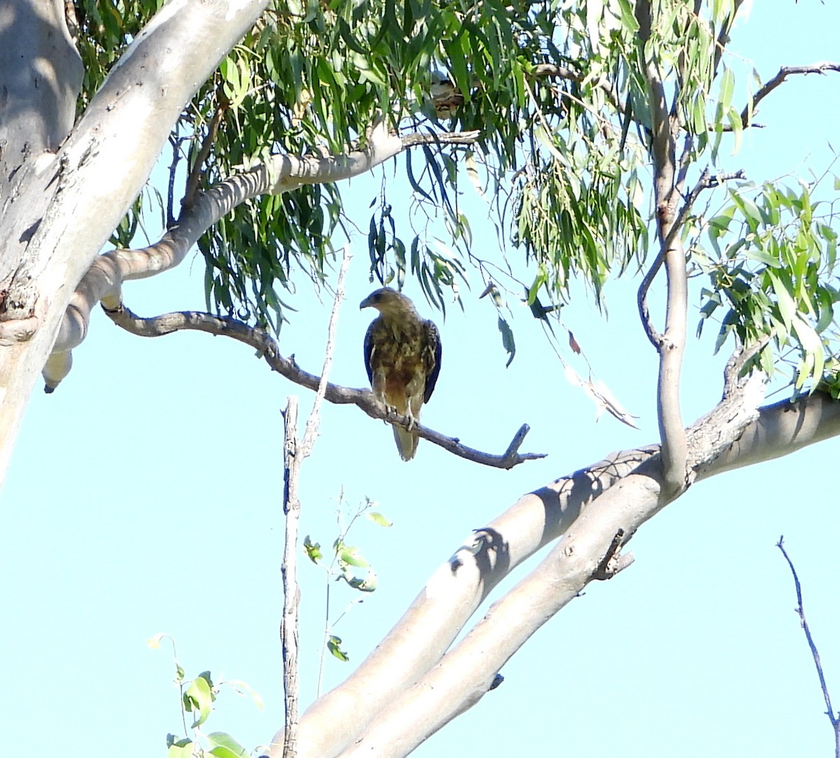 Whistling Kite - Andrew Guy