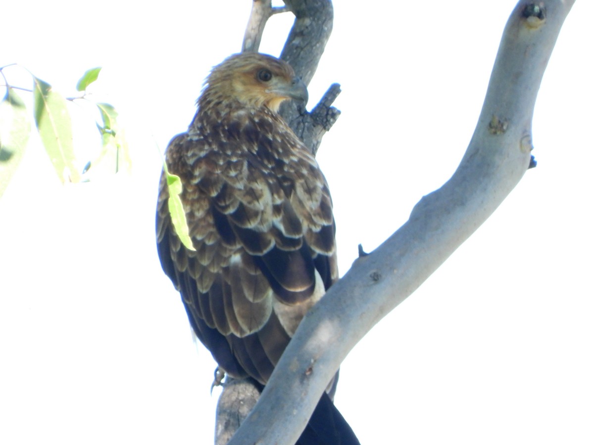 Whistling Kite - Andrew Guy