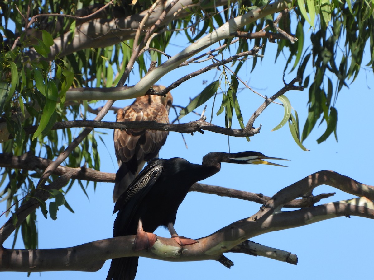 Austral-Schlangenhalsvogel - ML613934965