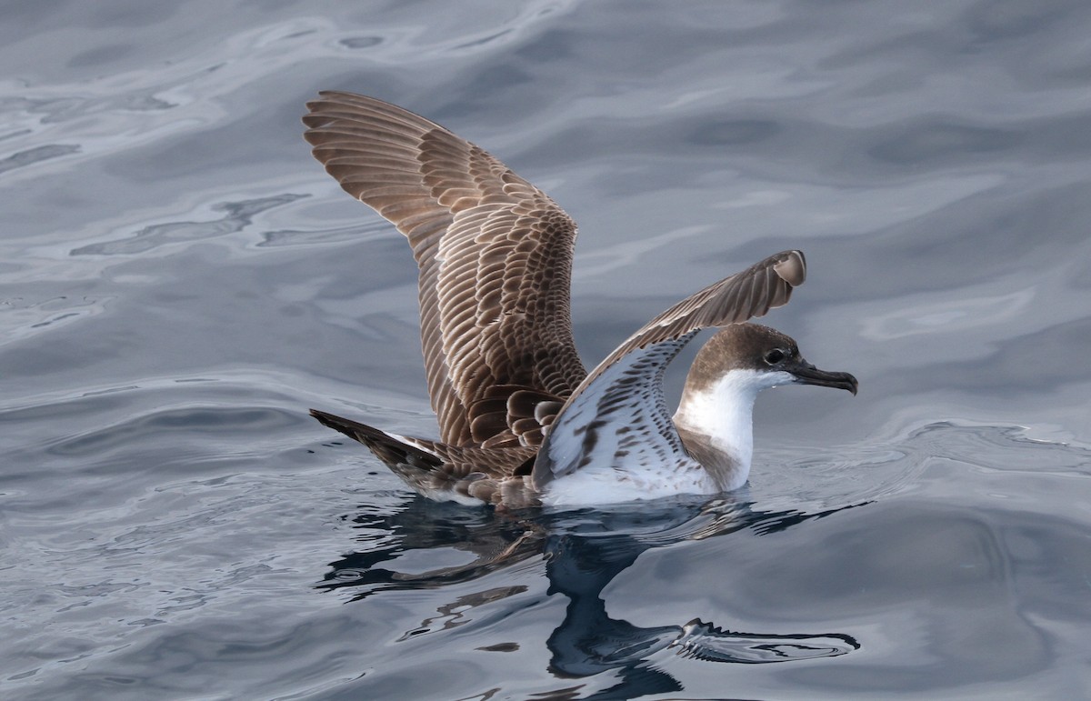 Great Shearwater - ML613934967