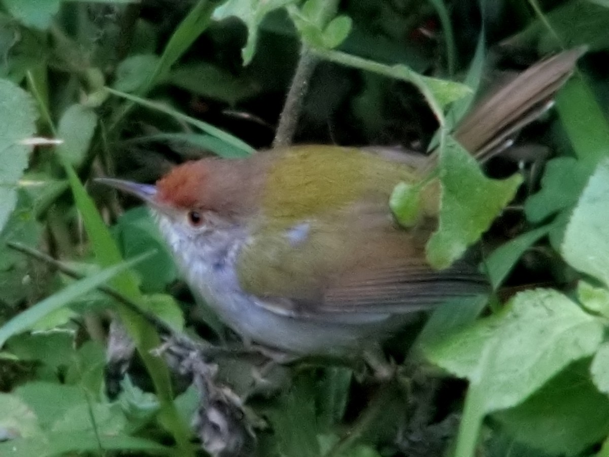 Common Tailorbird - ML613934969