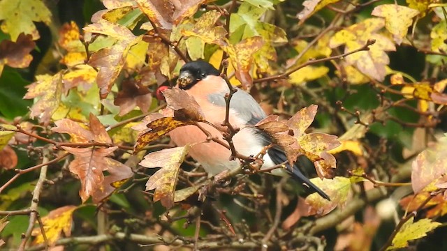 Eurasian Bullfinch - ML613934974