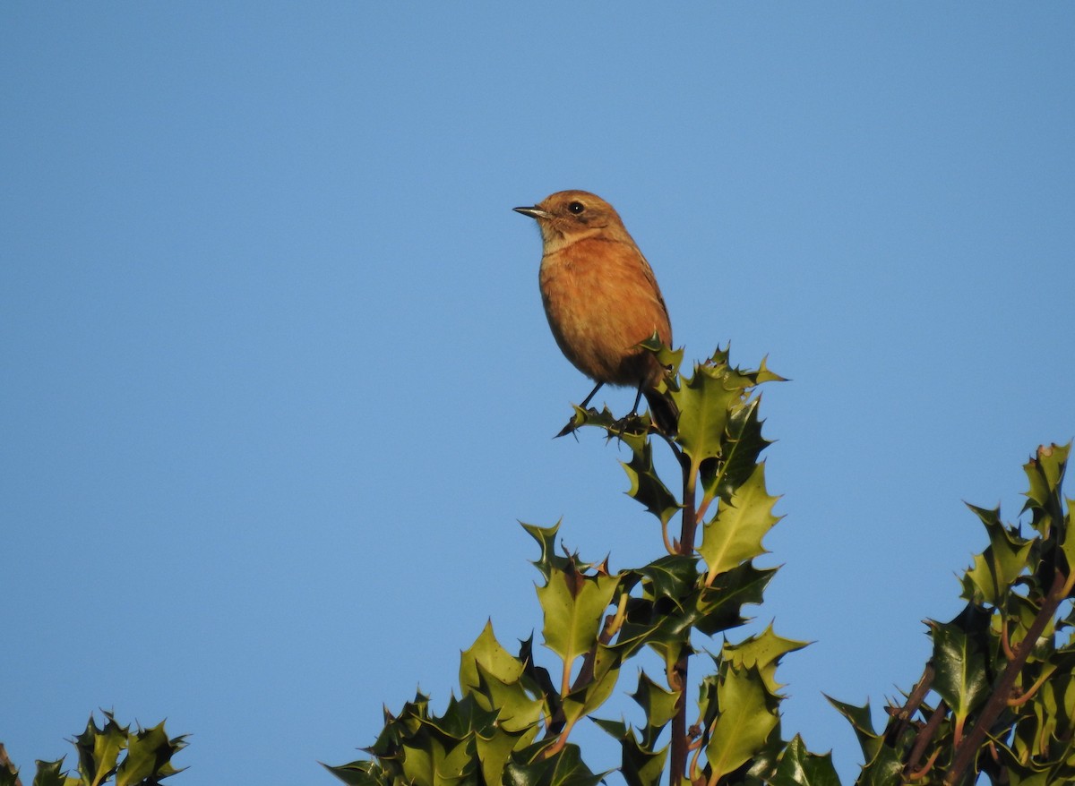 European Stonechat - ML613935001