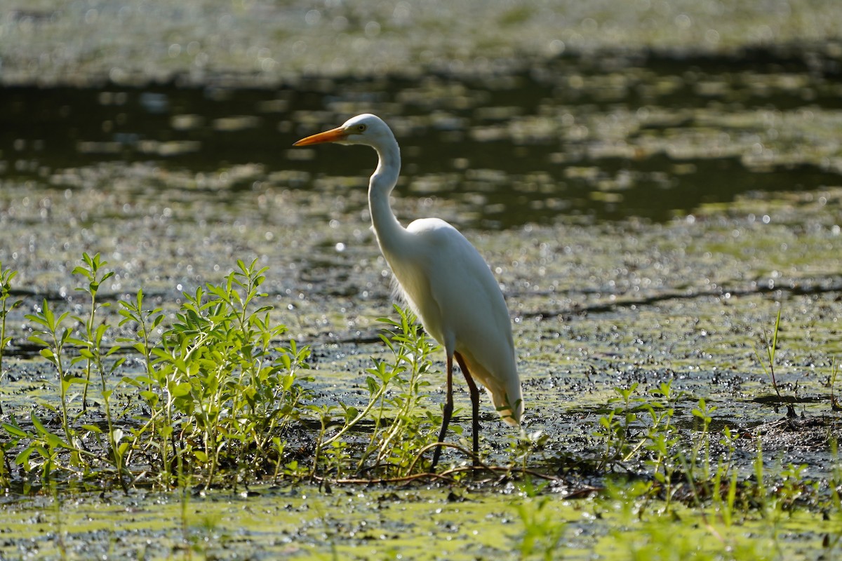 Plumed Egret - Richard Maarschall