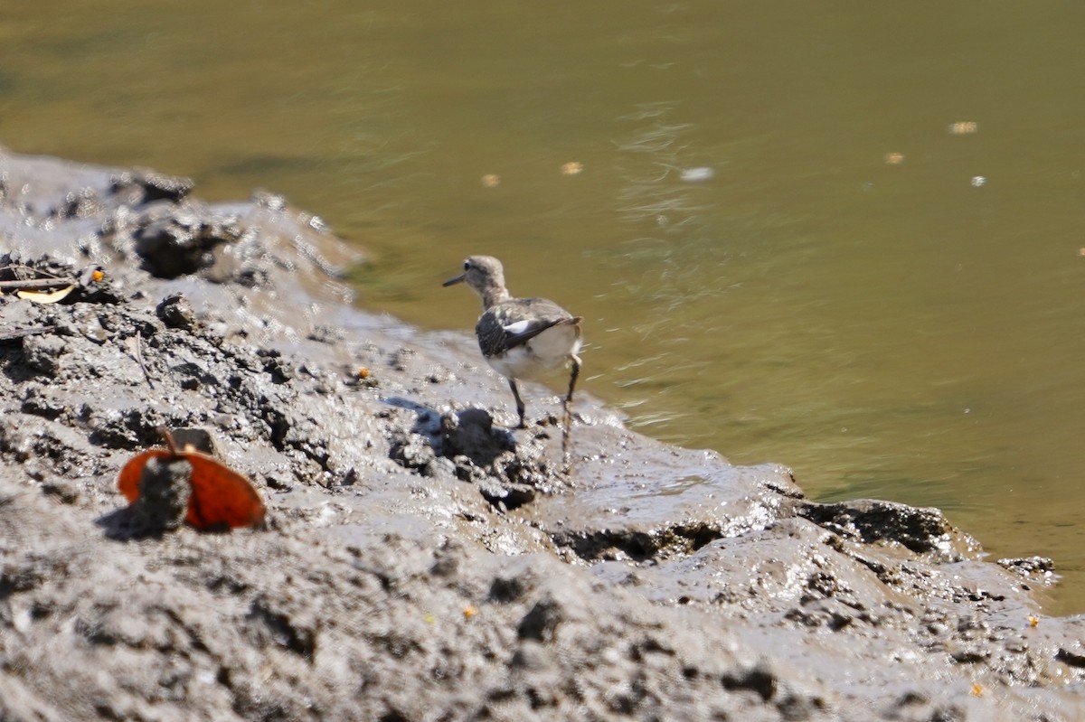 Common Sandpiper - ML613935012