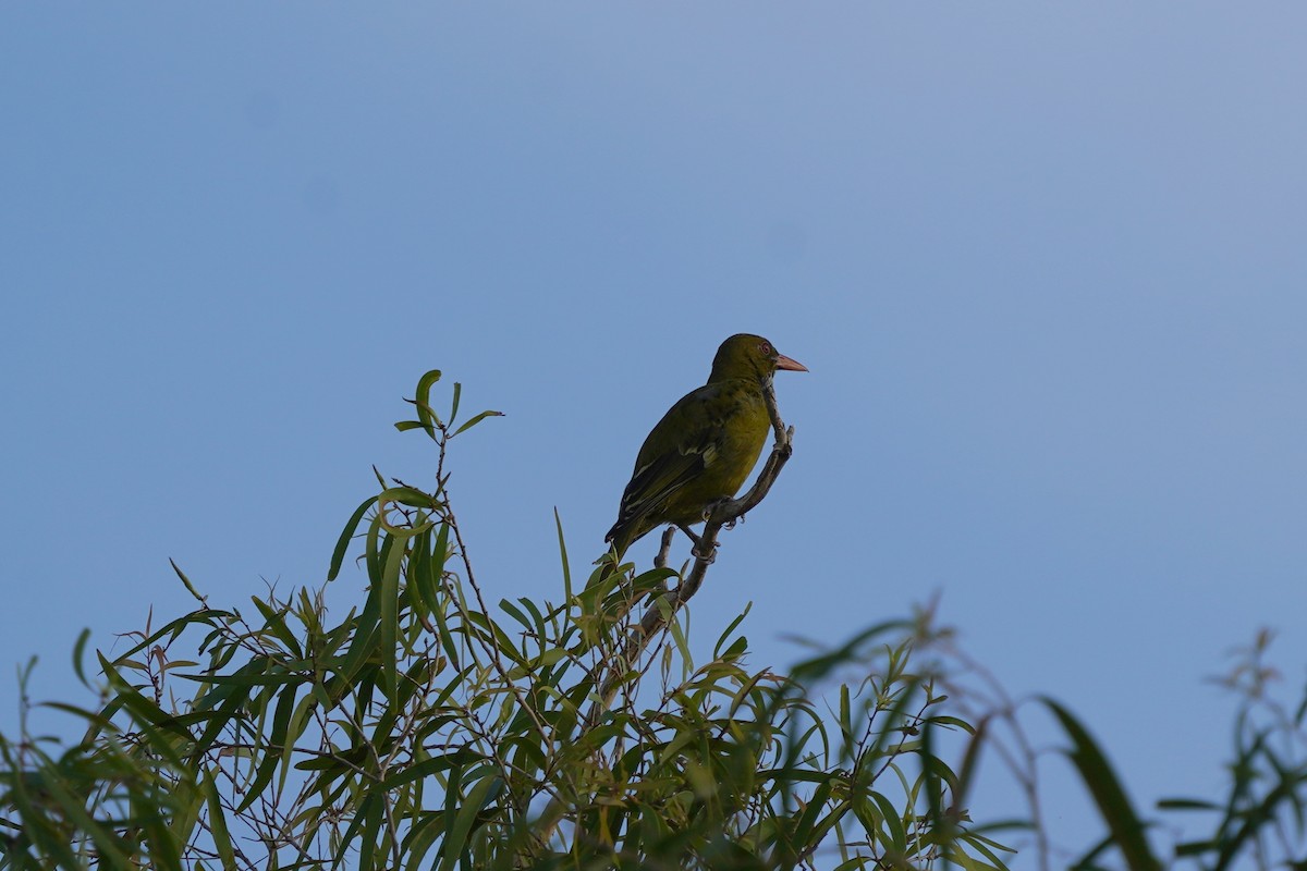 Green Oriole - ML613935025