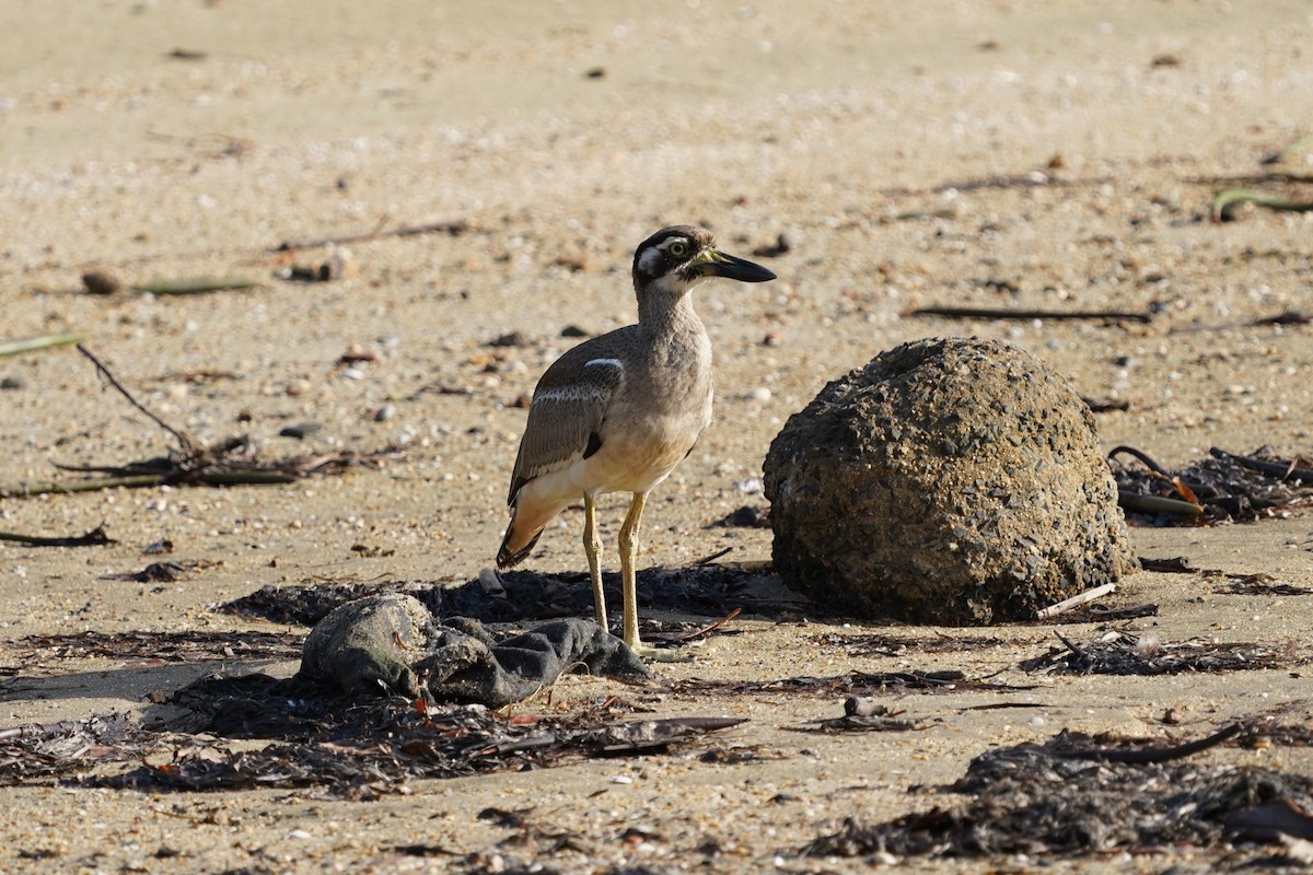 Beach Thick-knee - ML613935034