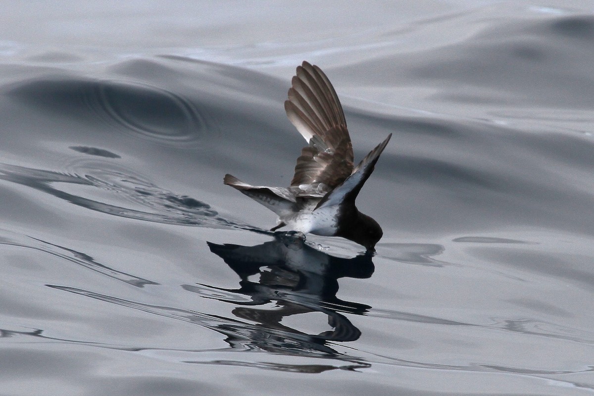 Gray-backed Storm-Petrel - ML613935038