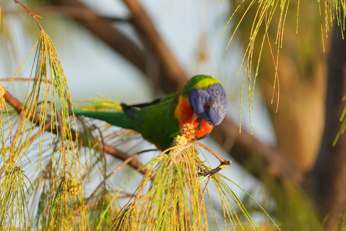 Rainbow Lorikeet - ML613935052