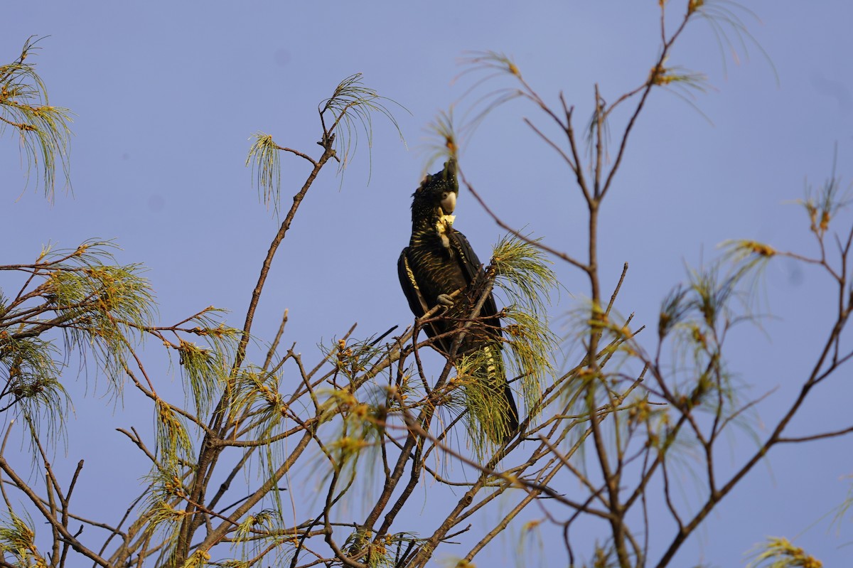 Red-tailed Black-Cockatoo - ML613935053