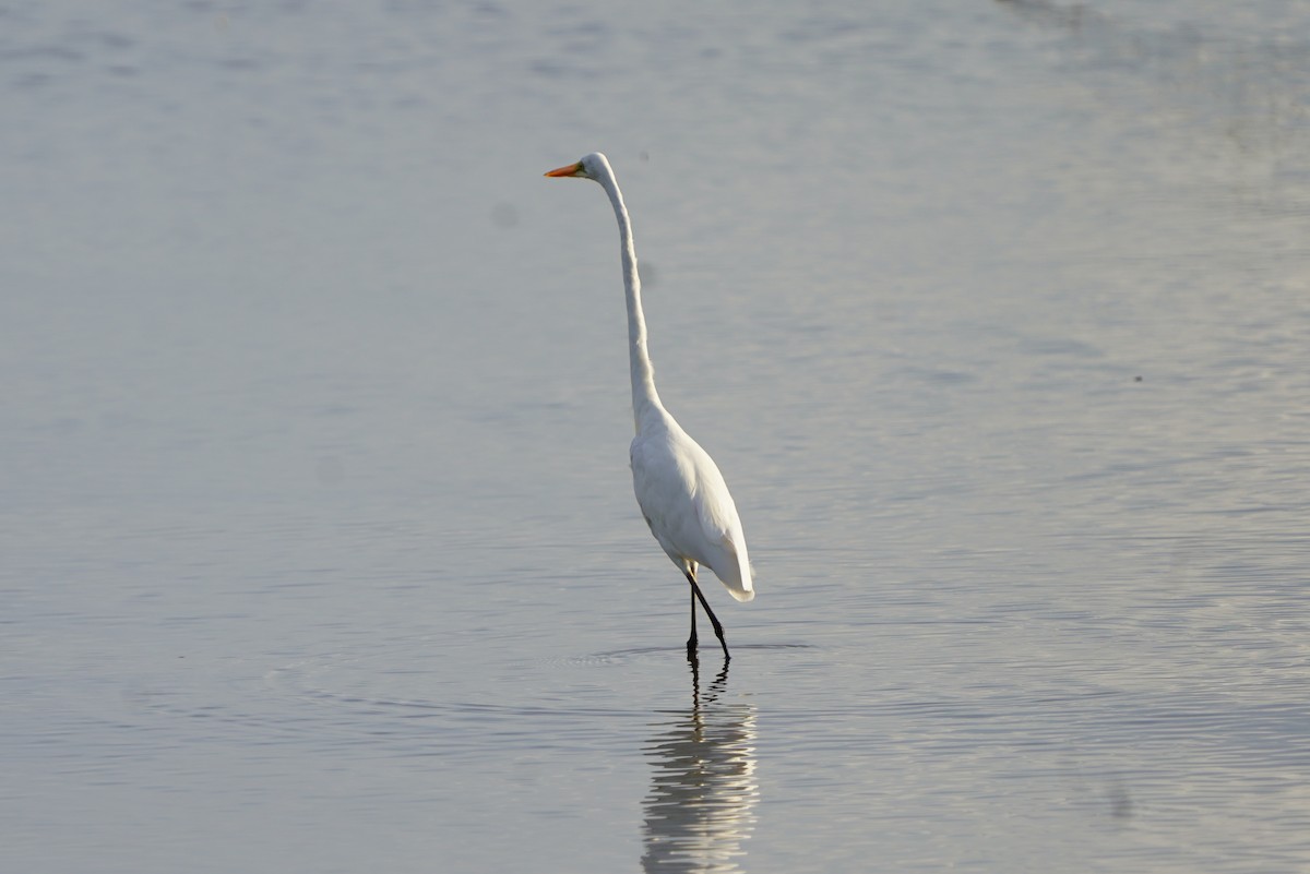 Great Egret - ML613935055