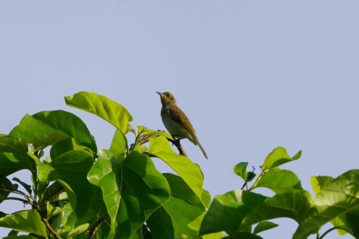 Brown Honeyeater - ML613935058