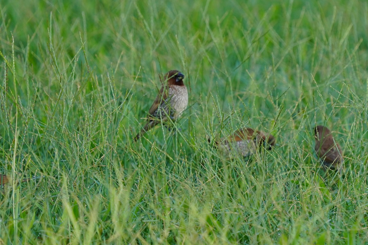 Scaly-breasted Munia - ML613935061