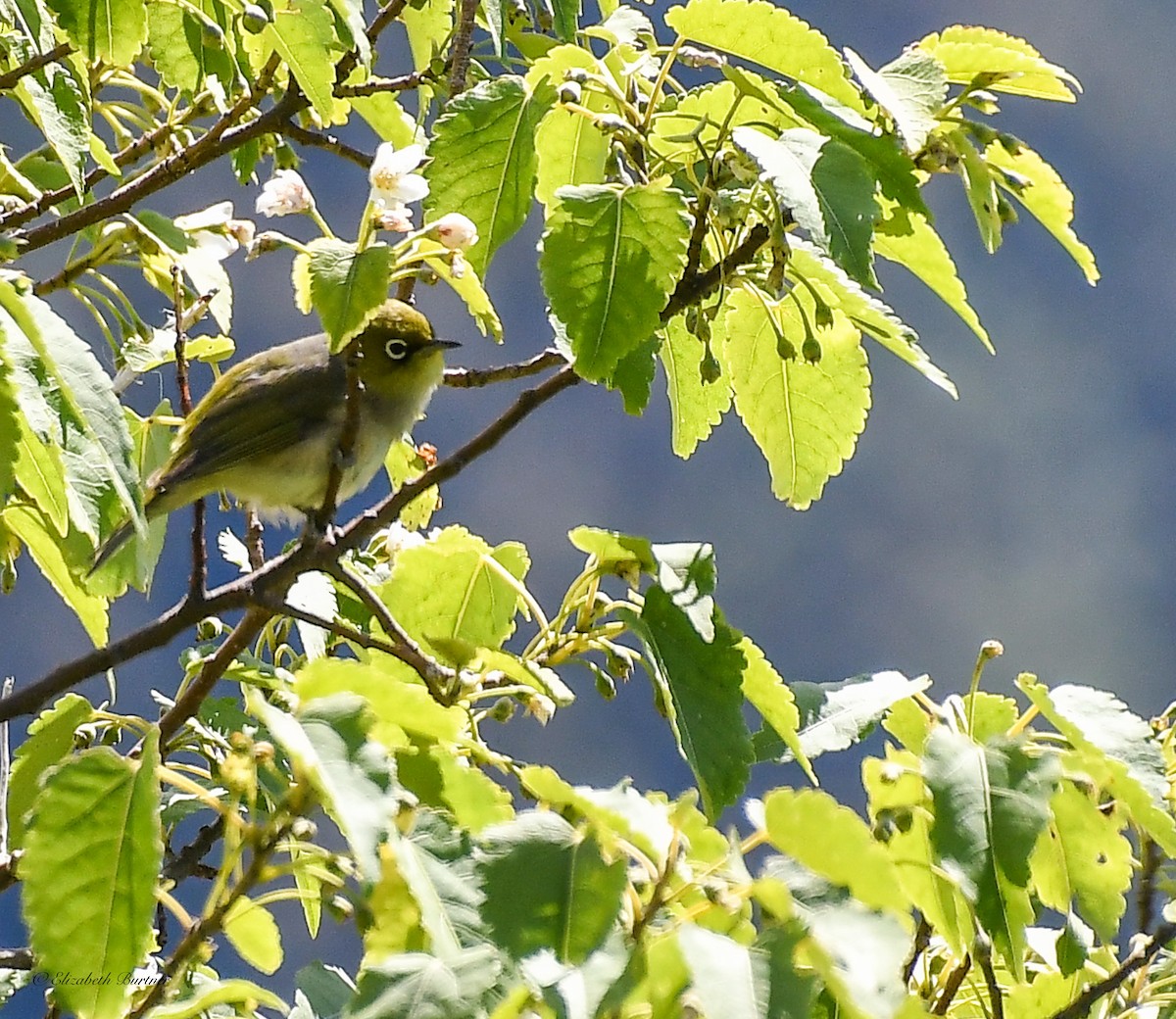 Graumantel-Brillenvogel - ML613935112