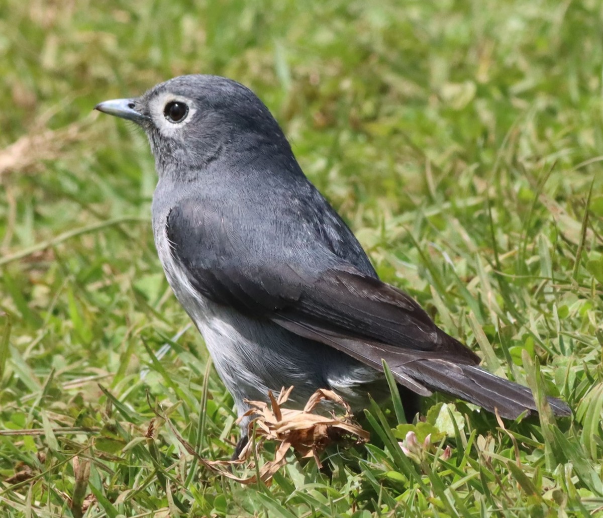 White-eyed Slaty-Flycatcher - ML613935198