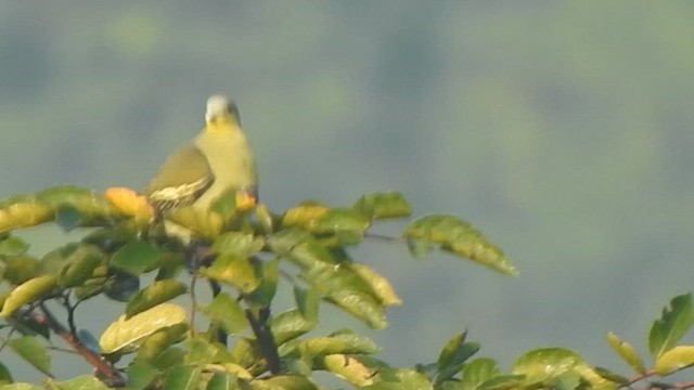 Gray-fronted Green-Pigeon - ML613935299