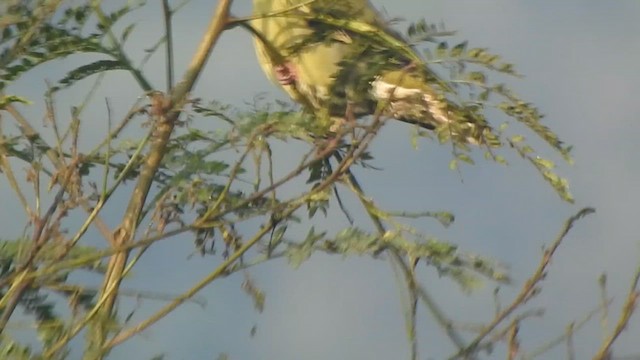 Gray-fronted Green-Pigeon - ML613935301