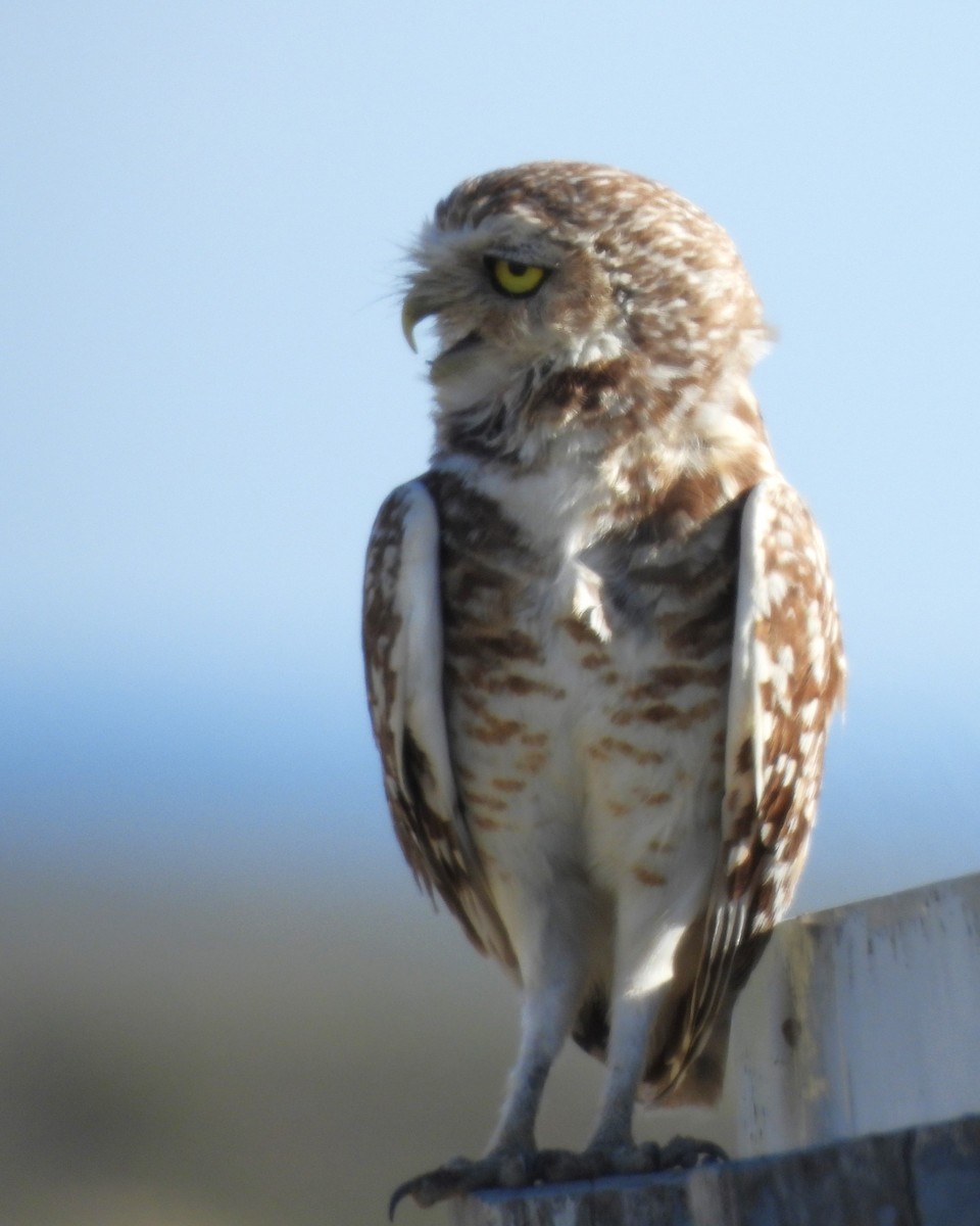 Burrowing Owl - ML613935306