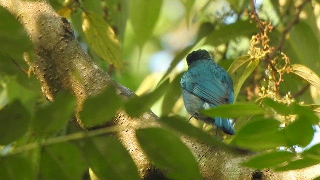 Verditer Flycatcher - ML613935307