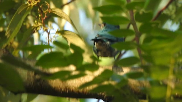 Verditer Flycatcher - ML613935308