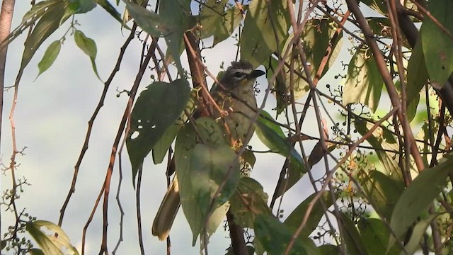 Bulbul à sourcils blancs - ML613935315