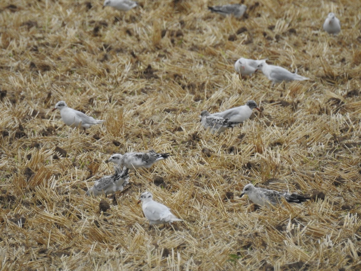 Mediterranean Gull - ML613935327