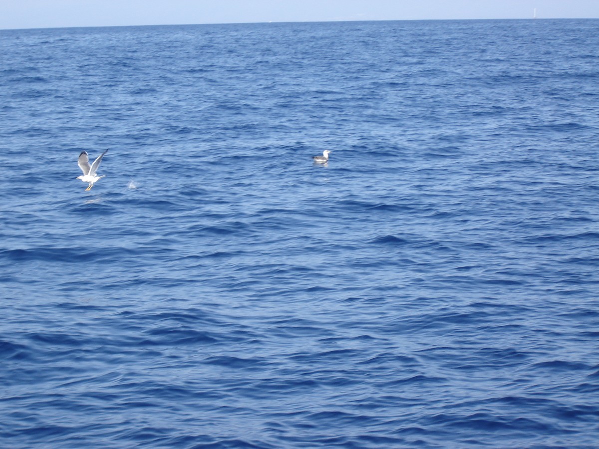 Yellow-legged Gull (atlantis) - ML613935337