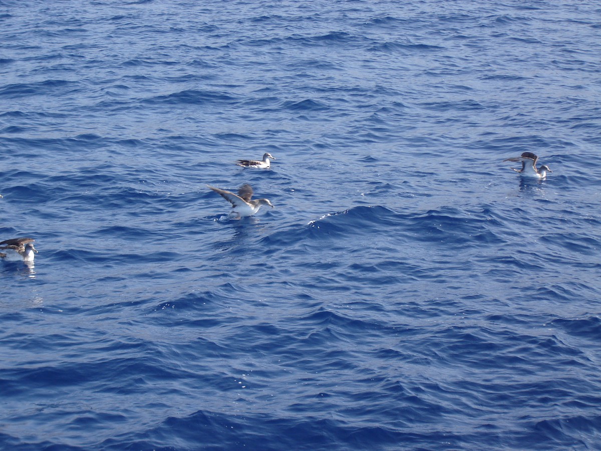 Cory's Shearwater (borealis) - ML613935341