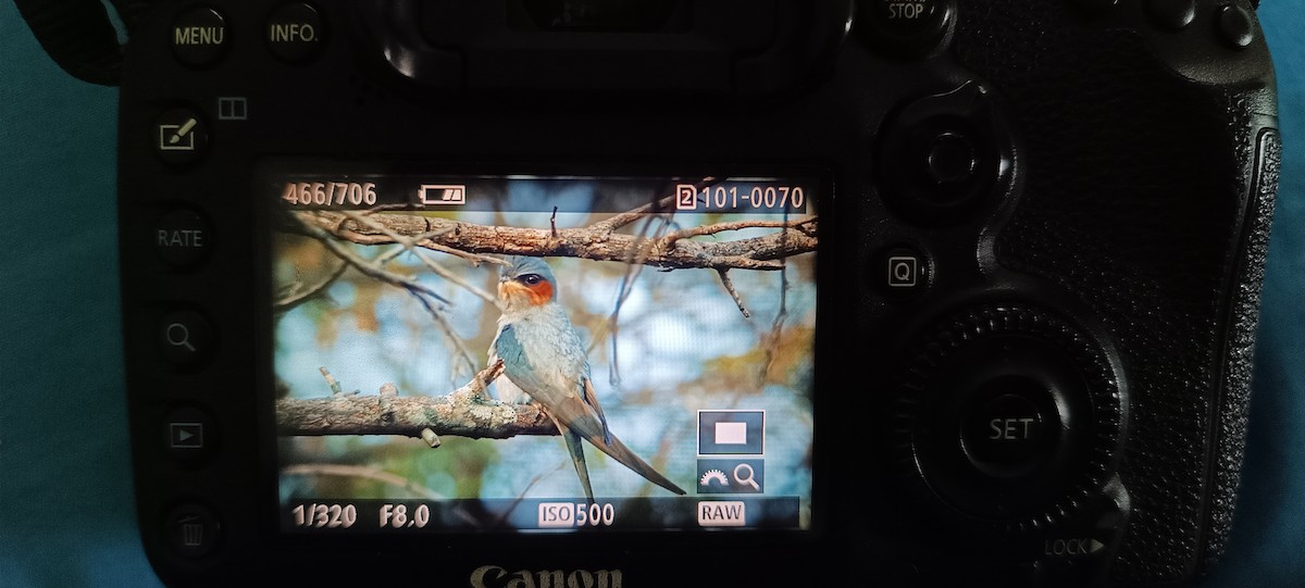 Crested Treeswift - ML613935356