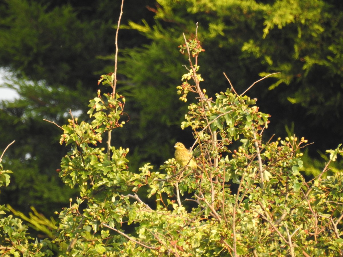 Yellowhammer - ML613935374