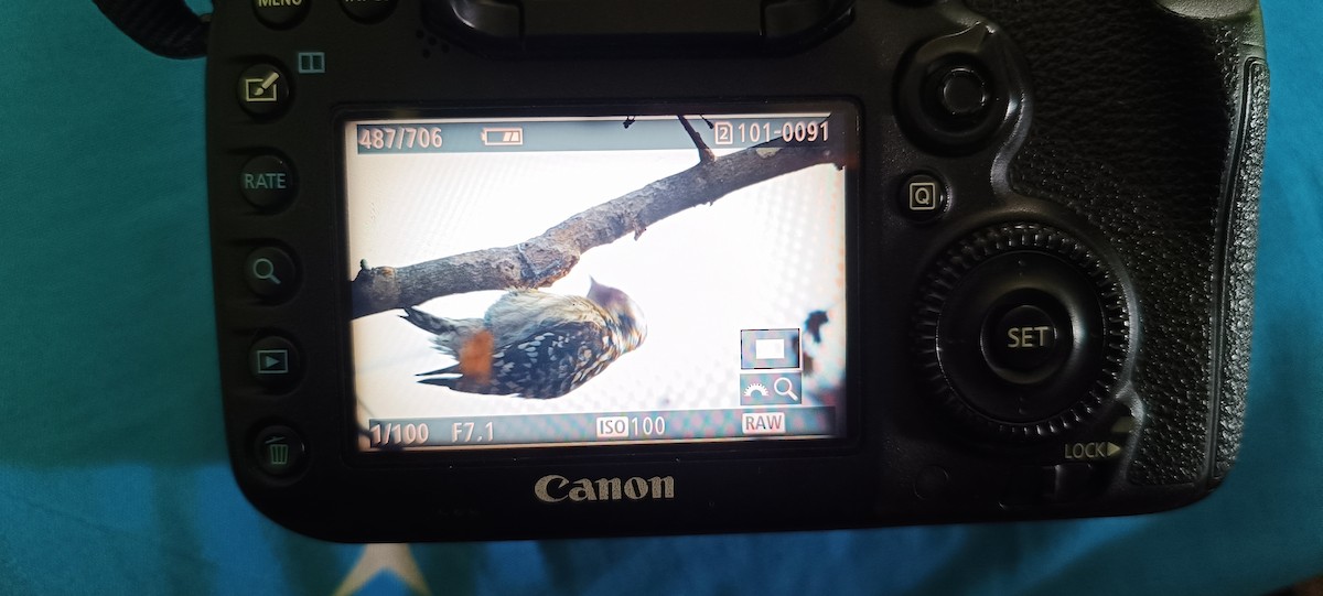 Brown-capped Pygmy Woodpecker - ML613935375