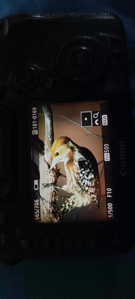 Yellow-crowned Woodpecker - ML613935379