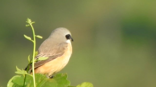 Long-tailed Shrike - ML613935381