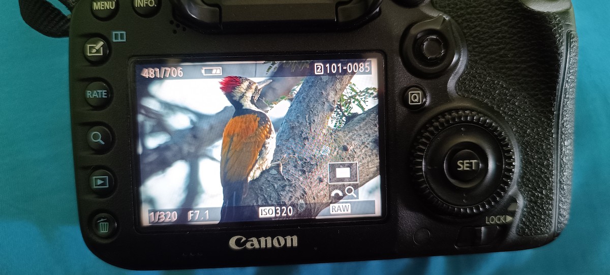 Black-rumped Flameback - ML613935382