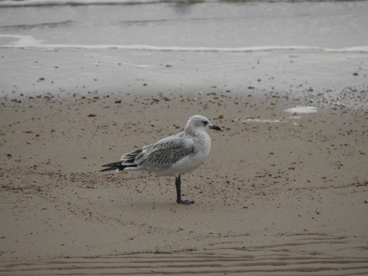 Gaviota Cabecinegra - ML613935385