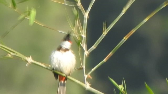 Red-whiskered Bulbul - ML613935387