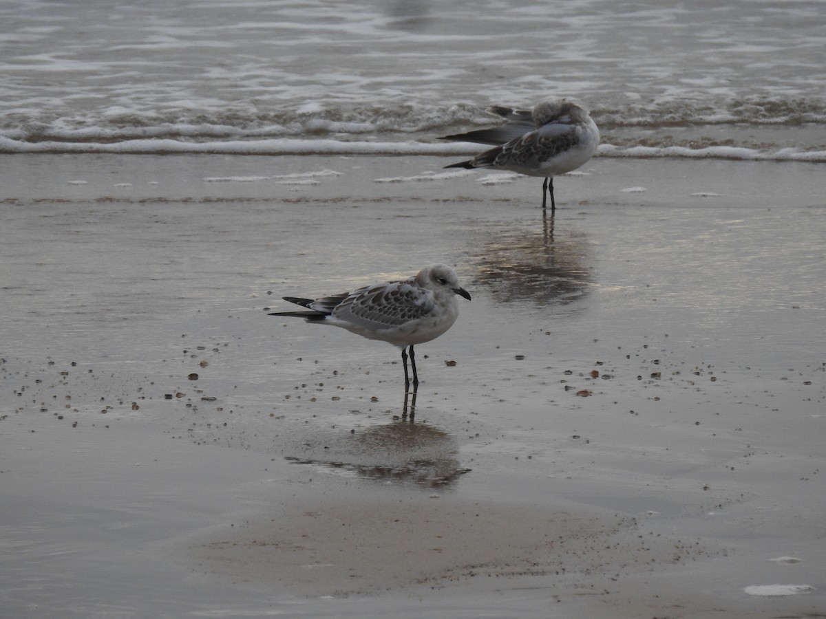 Mouette mélanocéphale - ML613935393