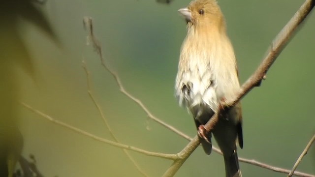 Common Rosefinch - ML613935398