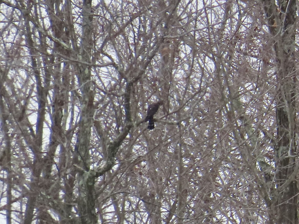 Merlin - ML613935399
