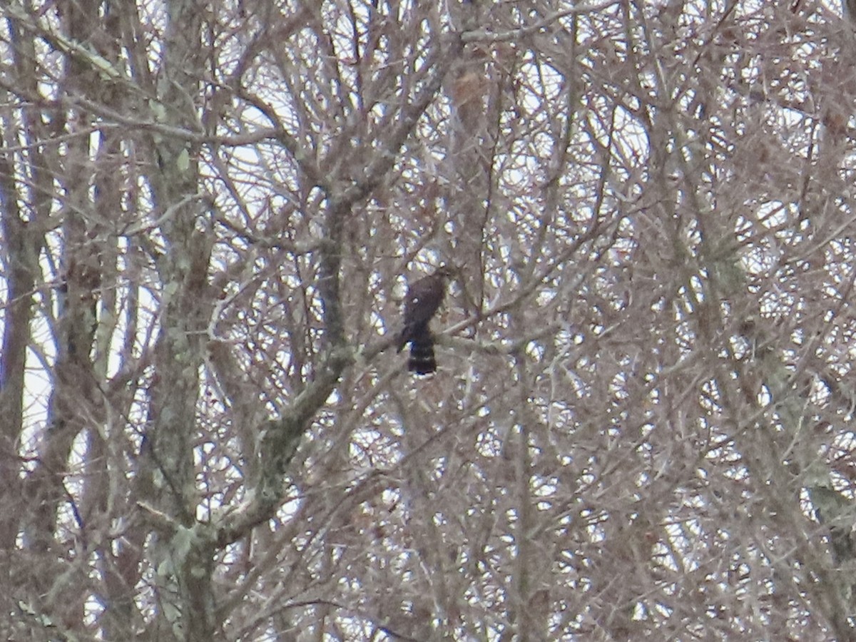 Merlin - ML613935400