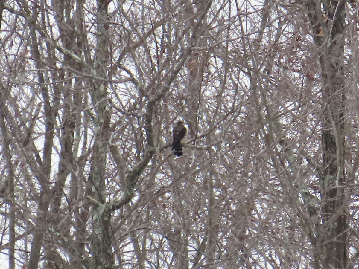 Merlin - ML613935401