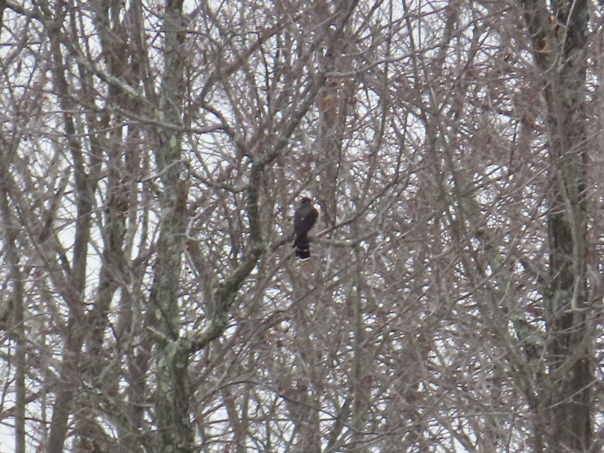 Merlin - ML613935402