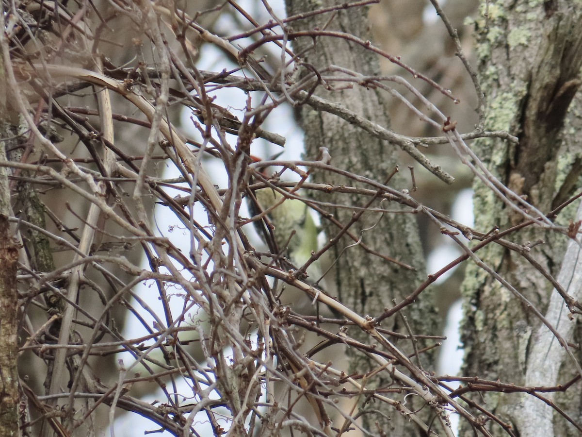 Yellow-bellied Sapsucker - ML613935404