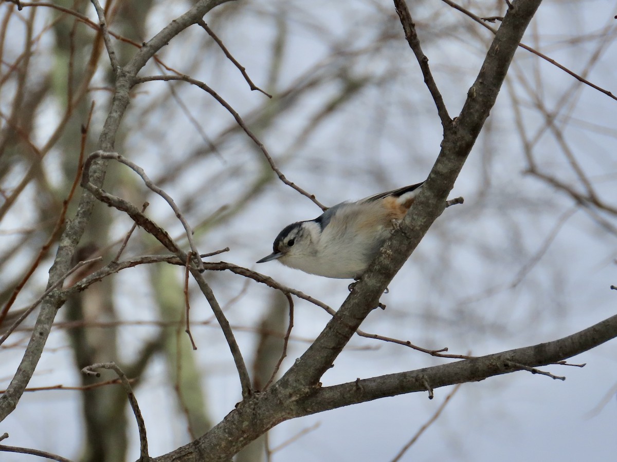 White-breasted Nuthatch - ML613935408