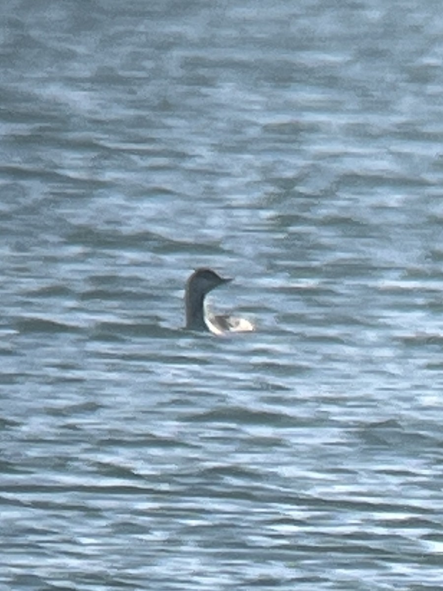 Red-throated Loon - ML613935491